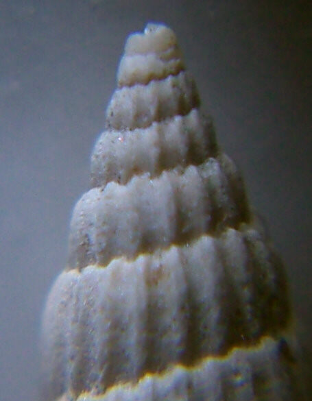 Turbonilla sp. mm. 4,3 (dal Rio Torsero) - Rissoina pusilla