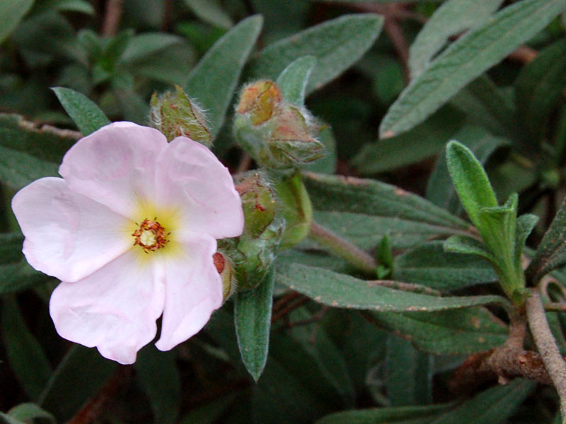 Cistus xskanbergi