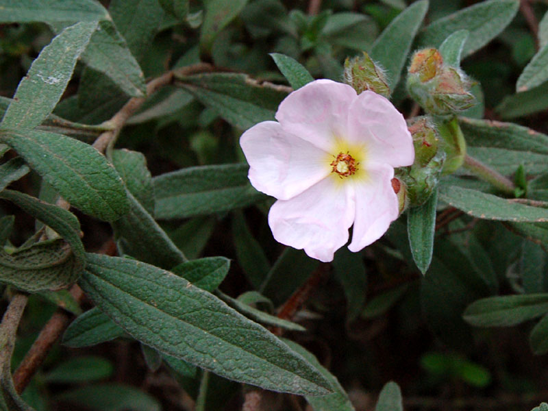 Cistus xskanbergi