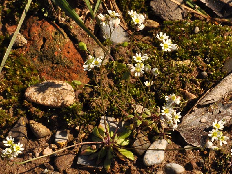 Erophila verna (L.) DC. subsp. praecox (Steven) Walp.