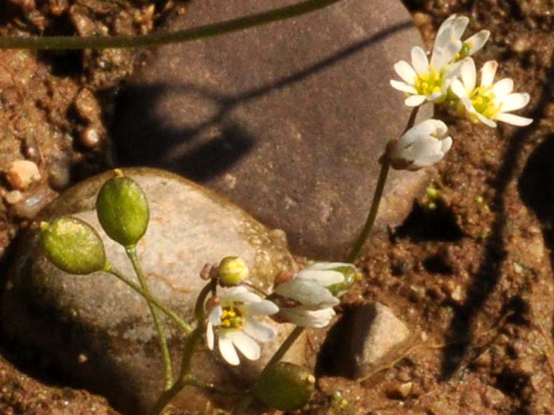 Erophila verna (L.) DC. subsp. praecox (Steven) Walp.