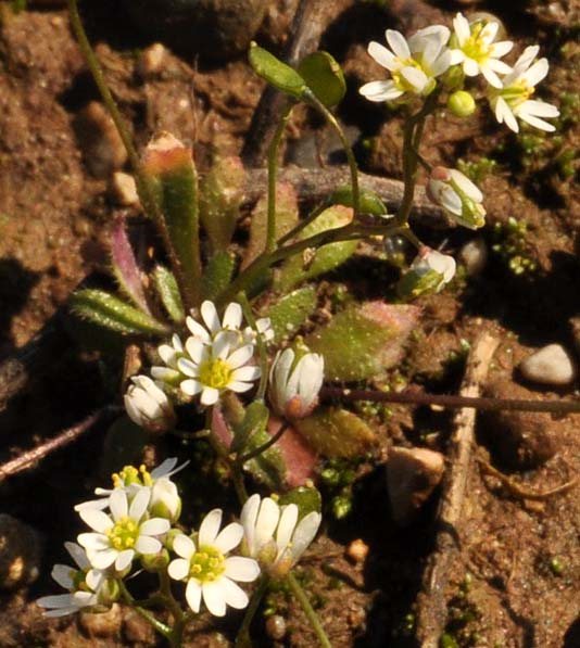 Erophila verna (L.) DC. subsp. praecox (Steven) Walp.