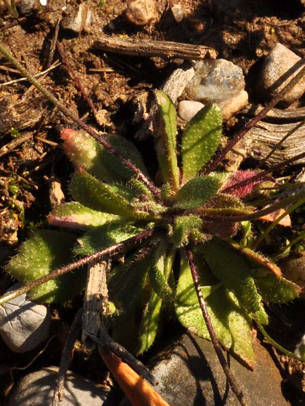 Erophila verna (L.) DC. subsp. praecox (Steven) Walp.