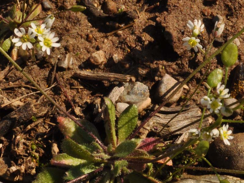 Erophila verna (L.) DC. subsp. praecox (Steven) Walp.