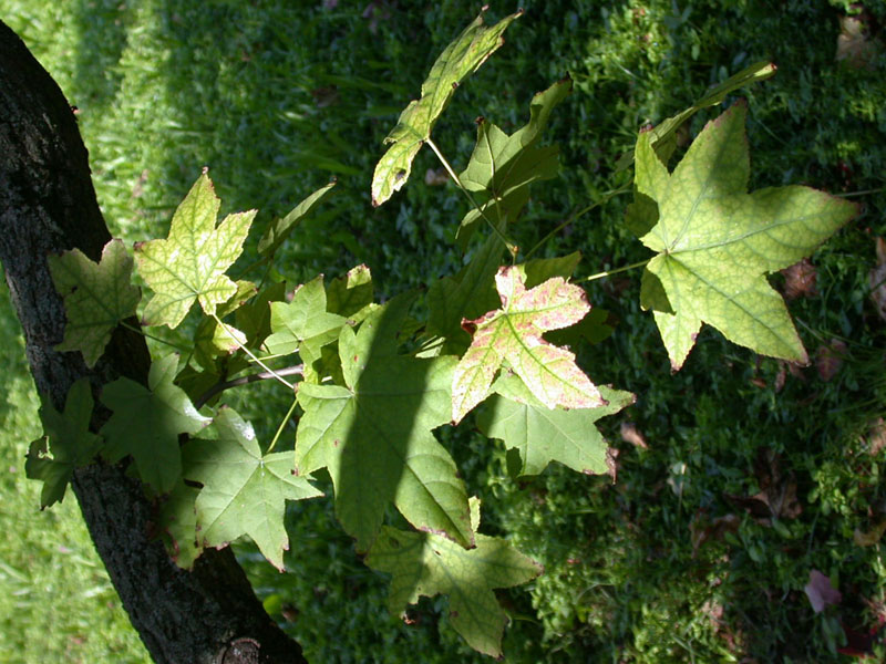 Liquidambar styraciflua