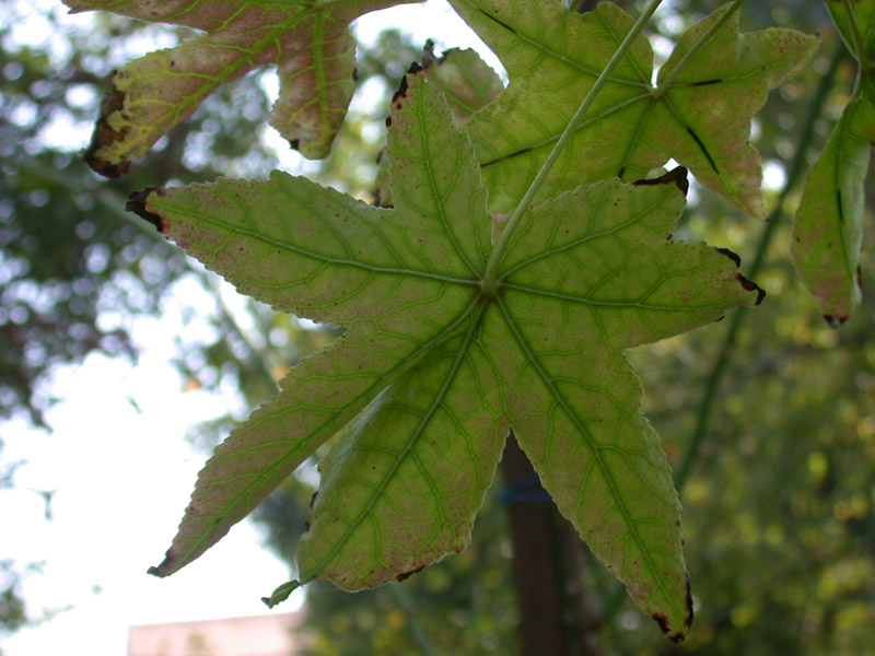 Liquidambar styraciflua