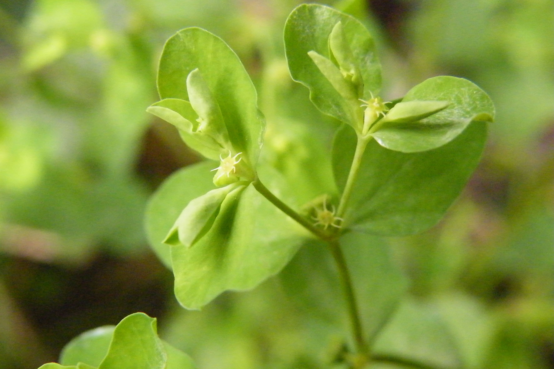 Euphorbia peplus