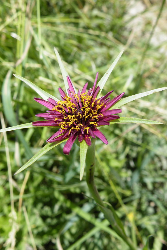 Tragopogon porrifolius