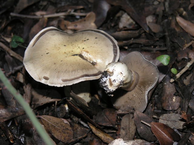 Cortinarius.... infractus???