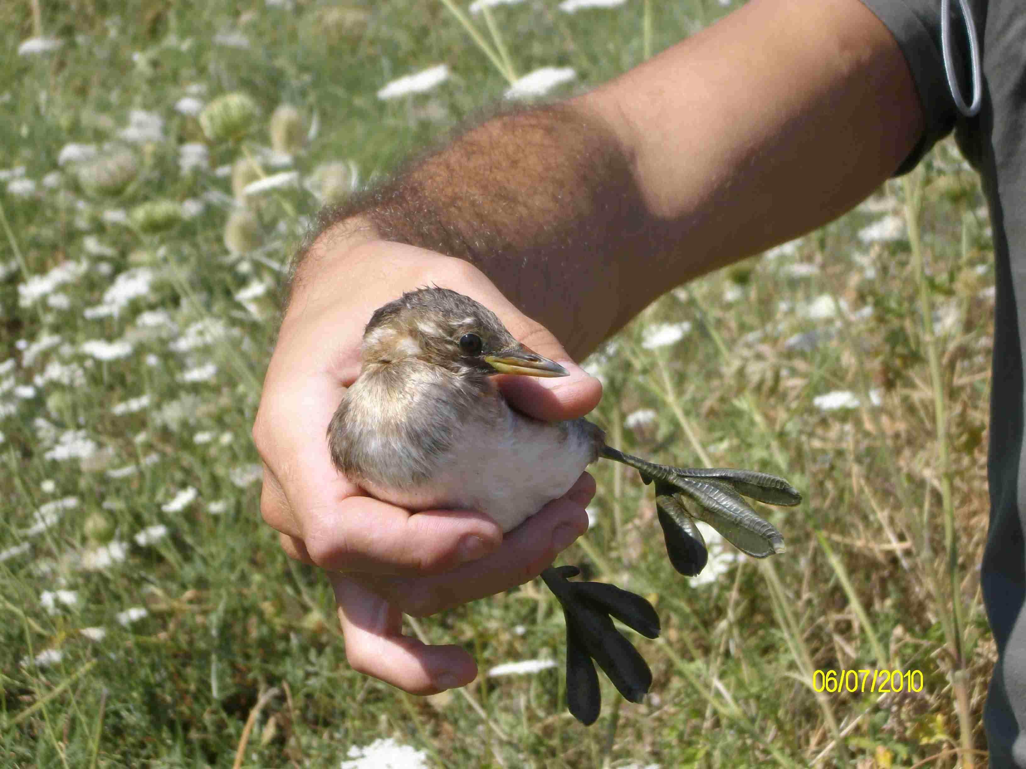 identificazione_ Tuffetto?