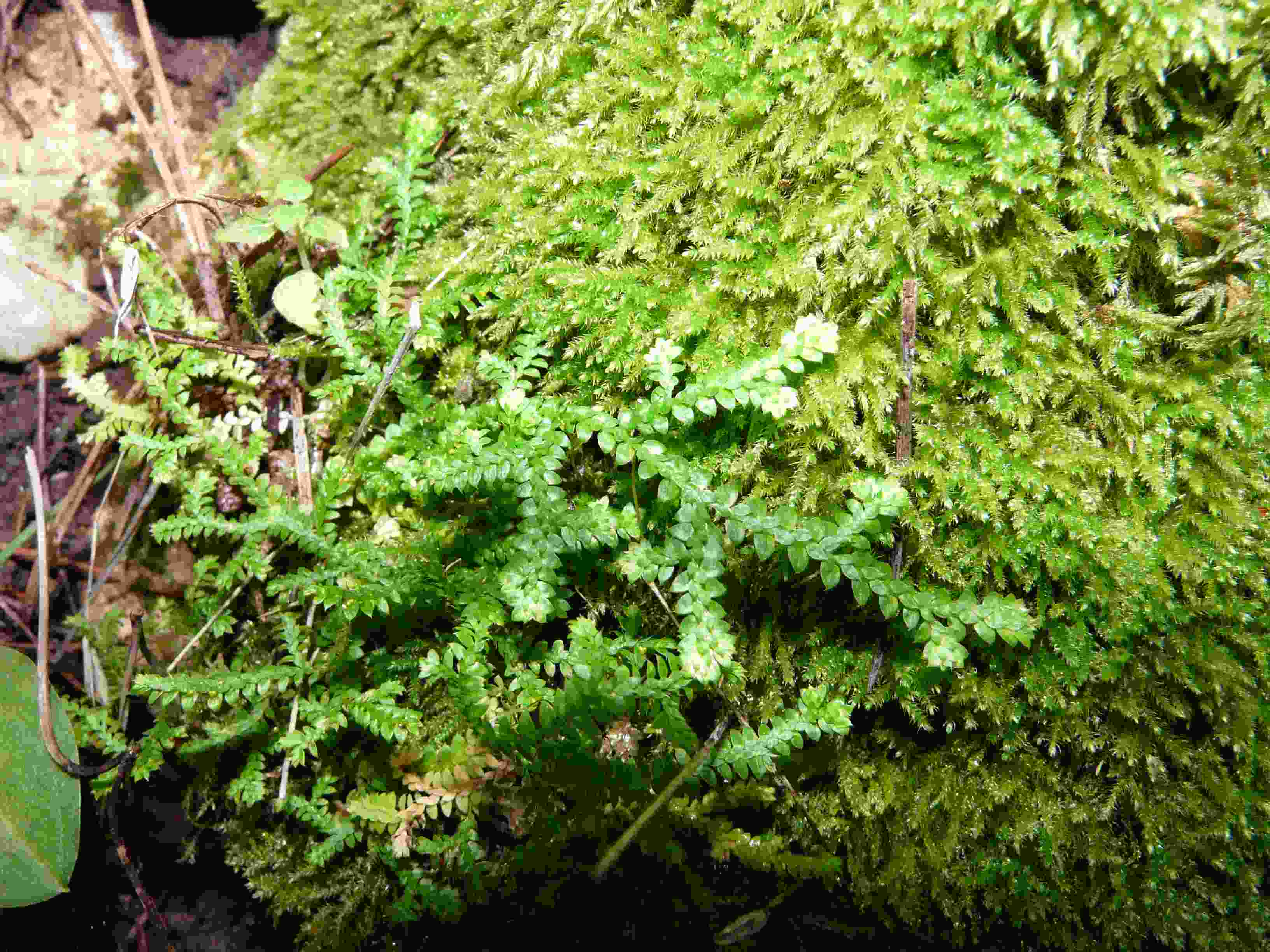 Selaginella denticulata