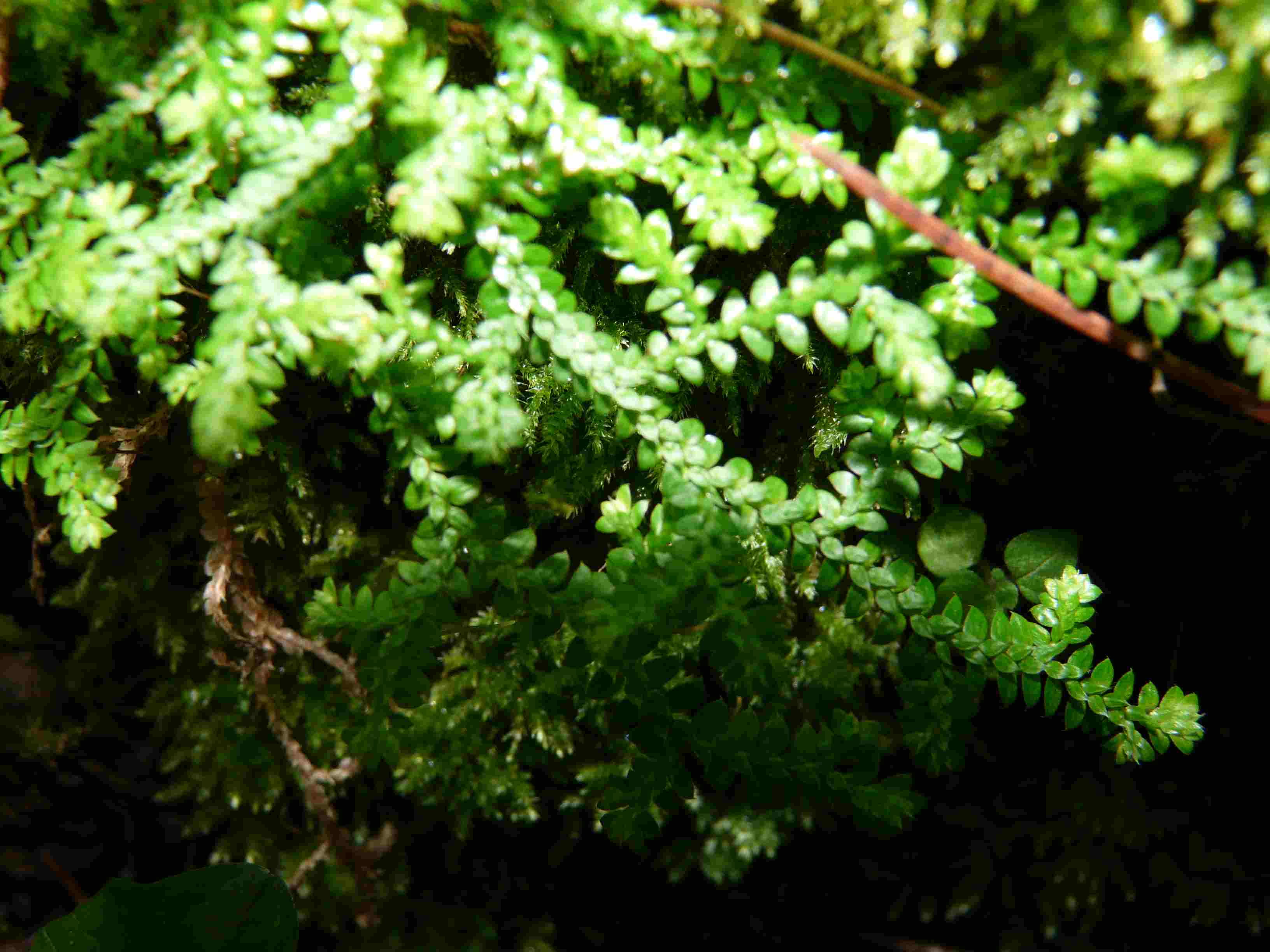 Selaginella denticulata