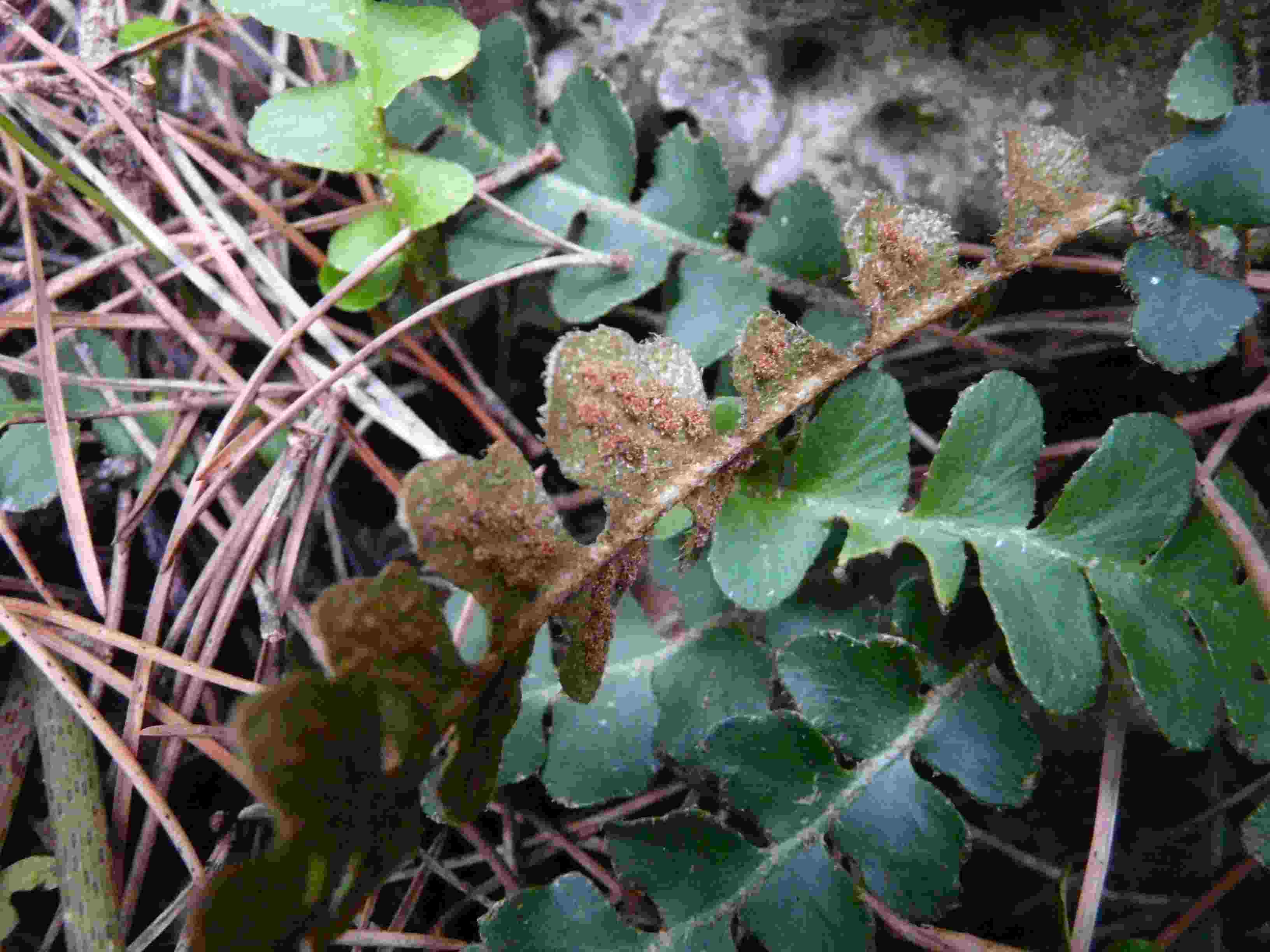 Asplenium ceterach