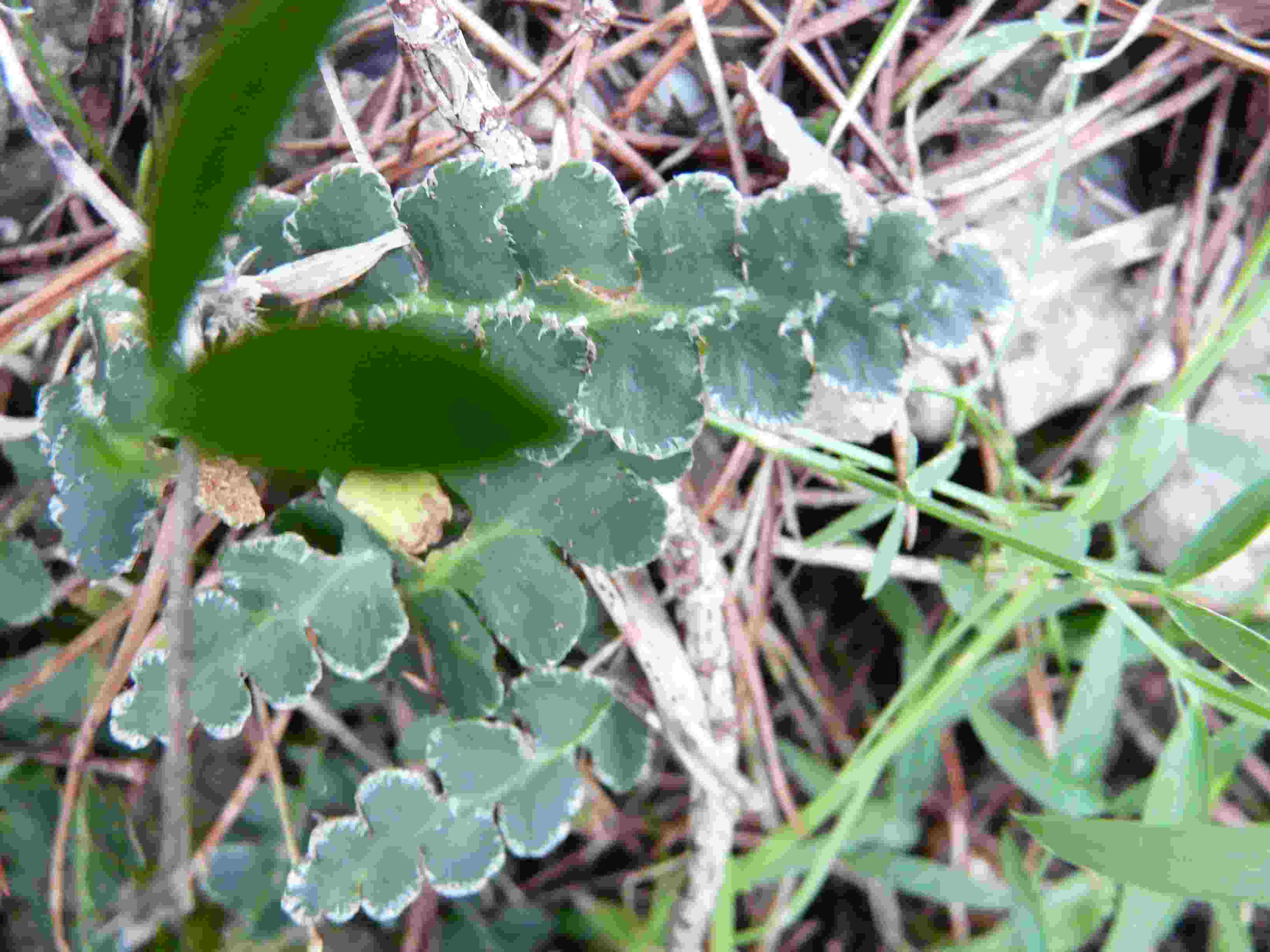 Asplenium ceterach