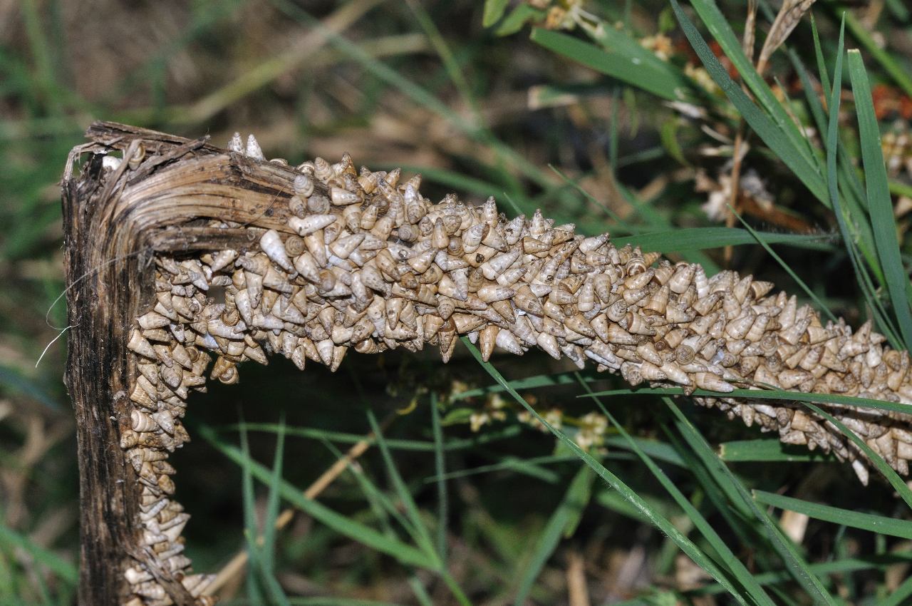 Cochlicella acuta (assembramento !!!)