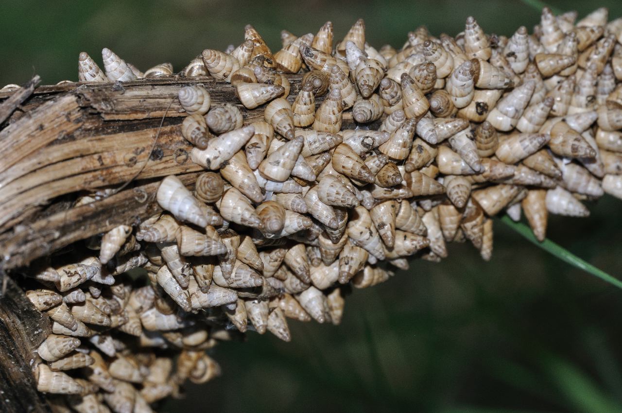 Cochlicella acuta (assembramento !!!)