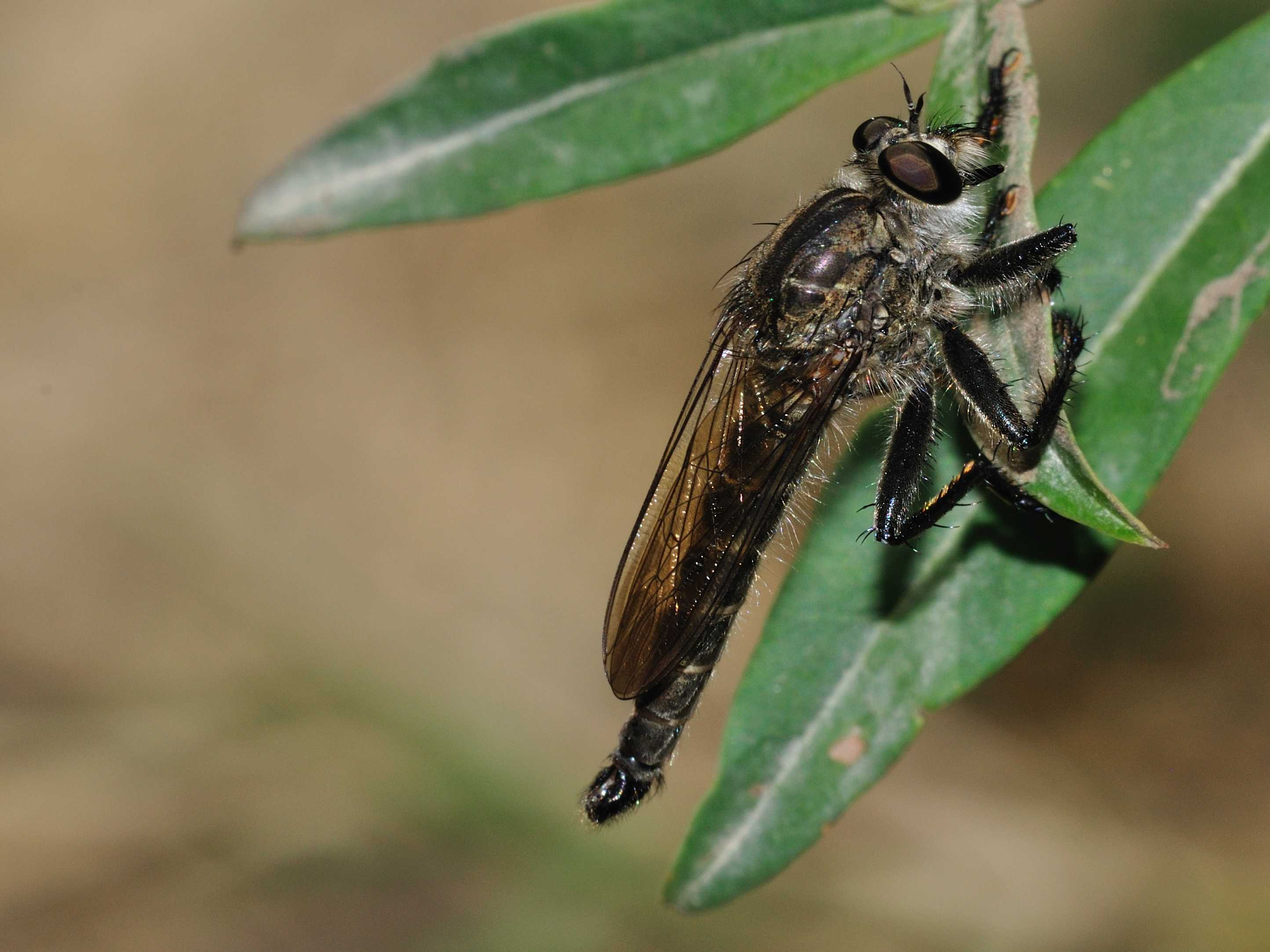 ID Asilidae