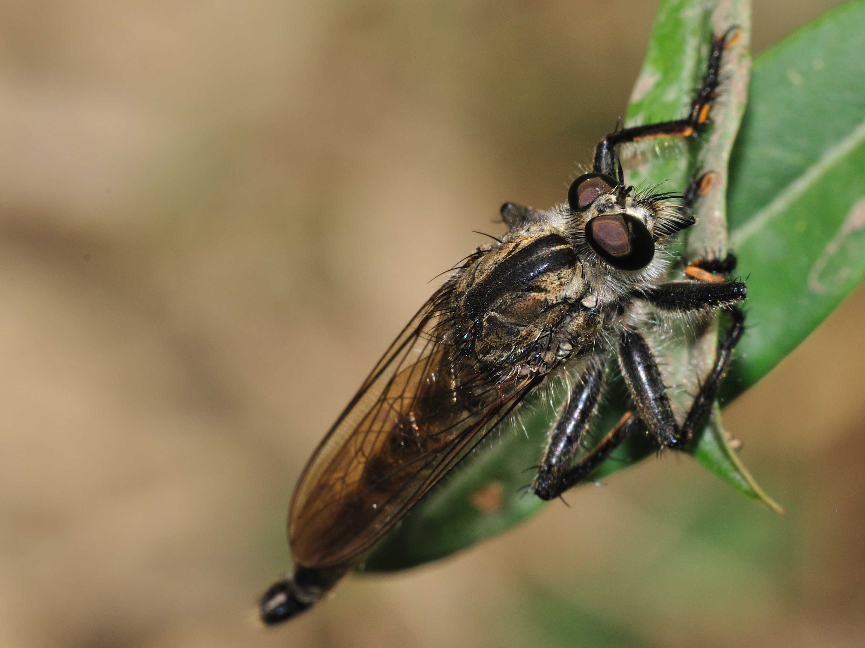 ID Asilidae