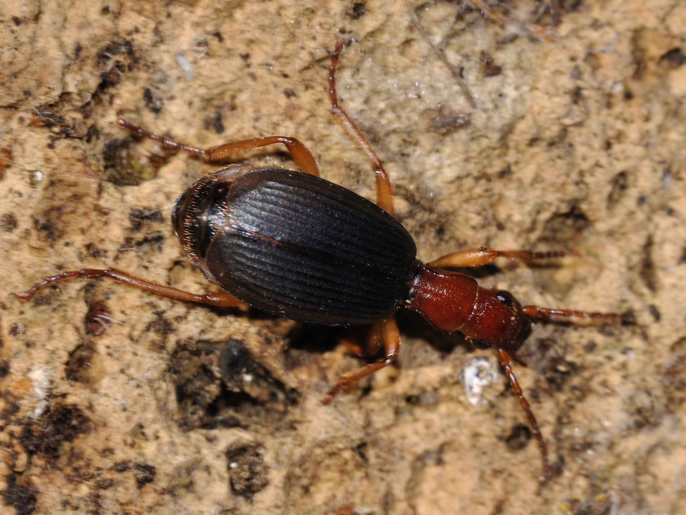 Brachinus (Brachinoaptinus) italicus