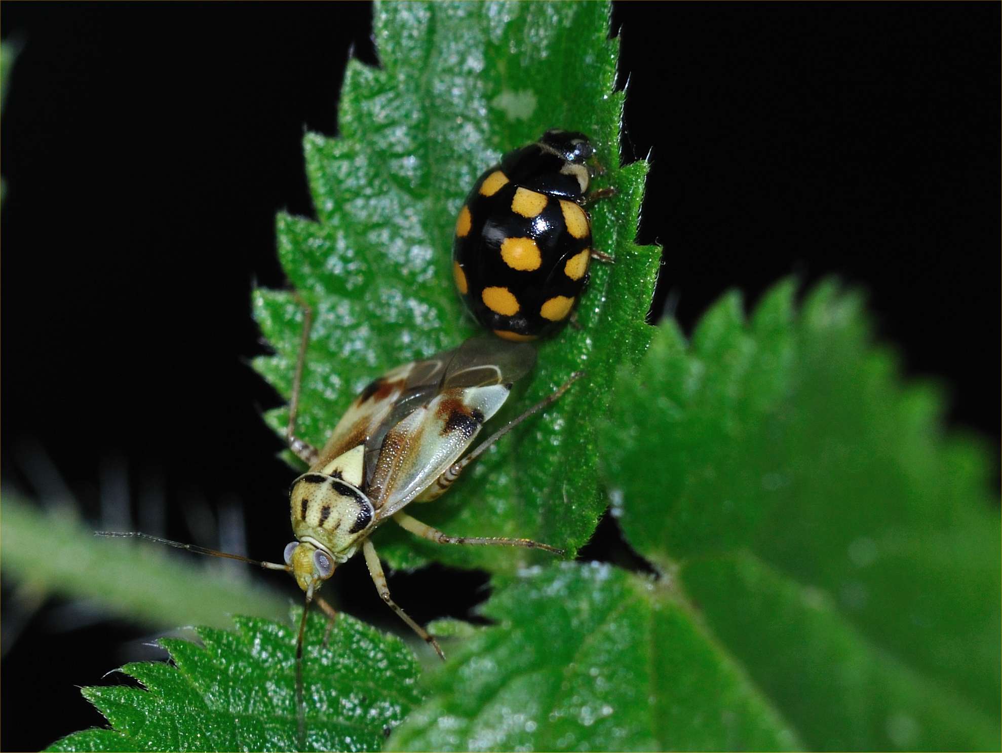 Miridae: Lygus gemellatus del Parco della Marcigliana