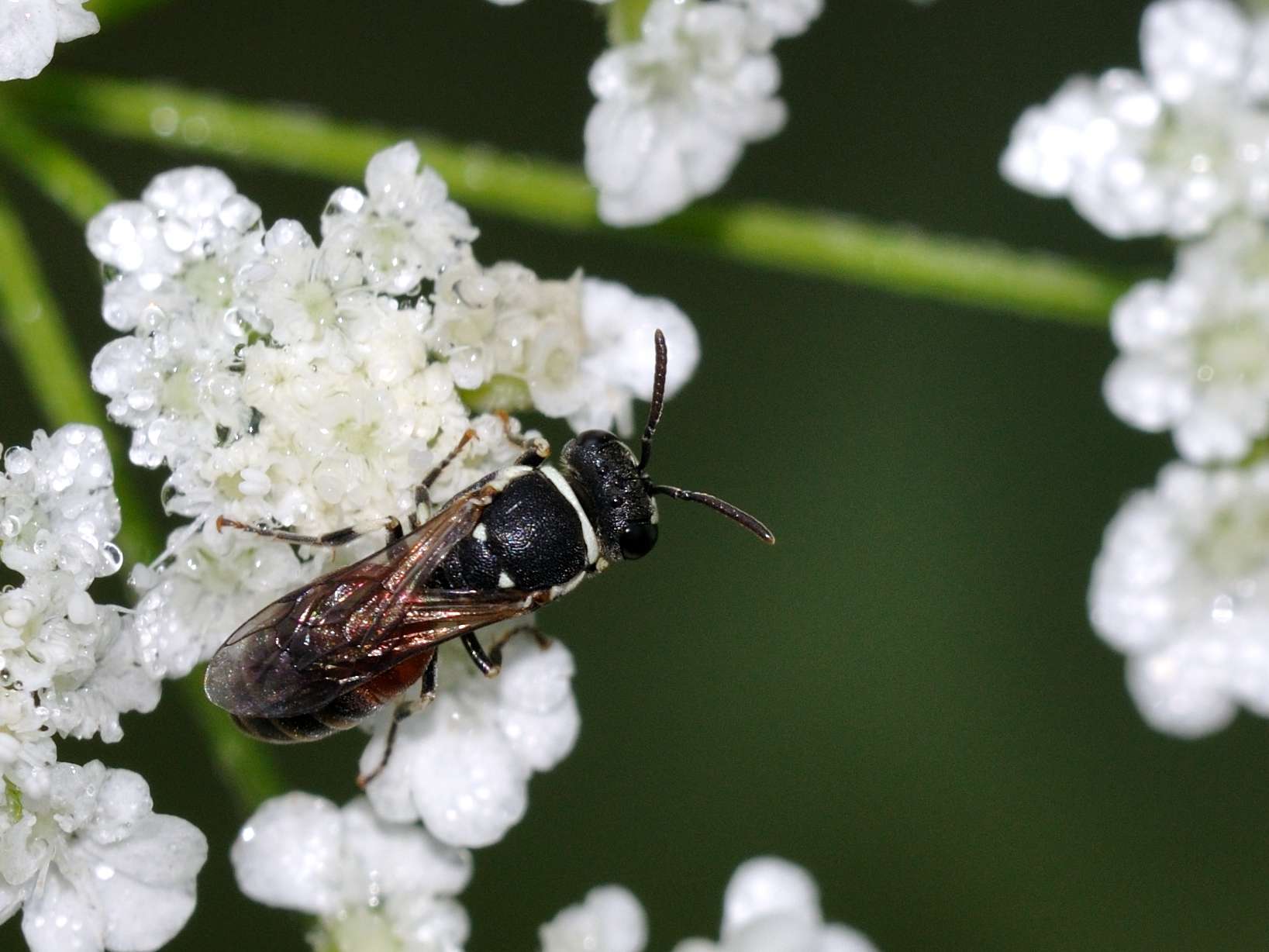 Femina di Hylaeus sp. (Apidae Colletinae)