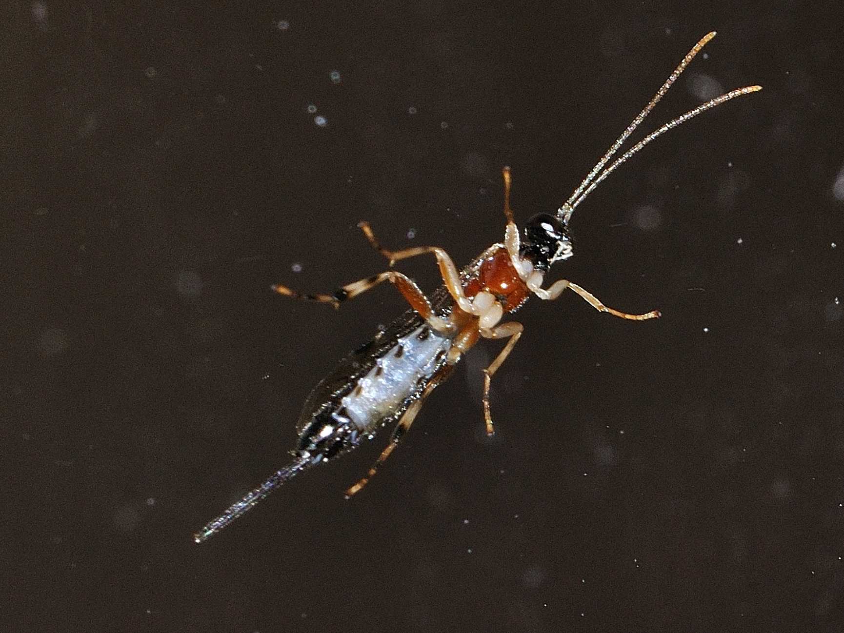 Ichneumonidae