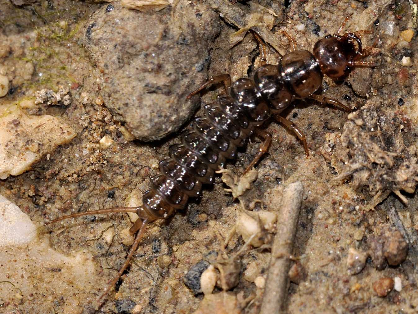 Larva di Carabidae (Nebria, Claenius ...?)