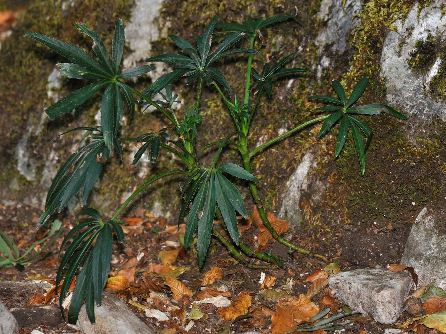 Helleborus foetidus