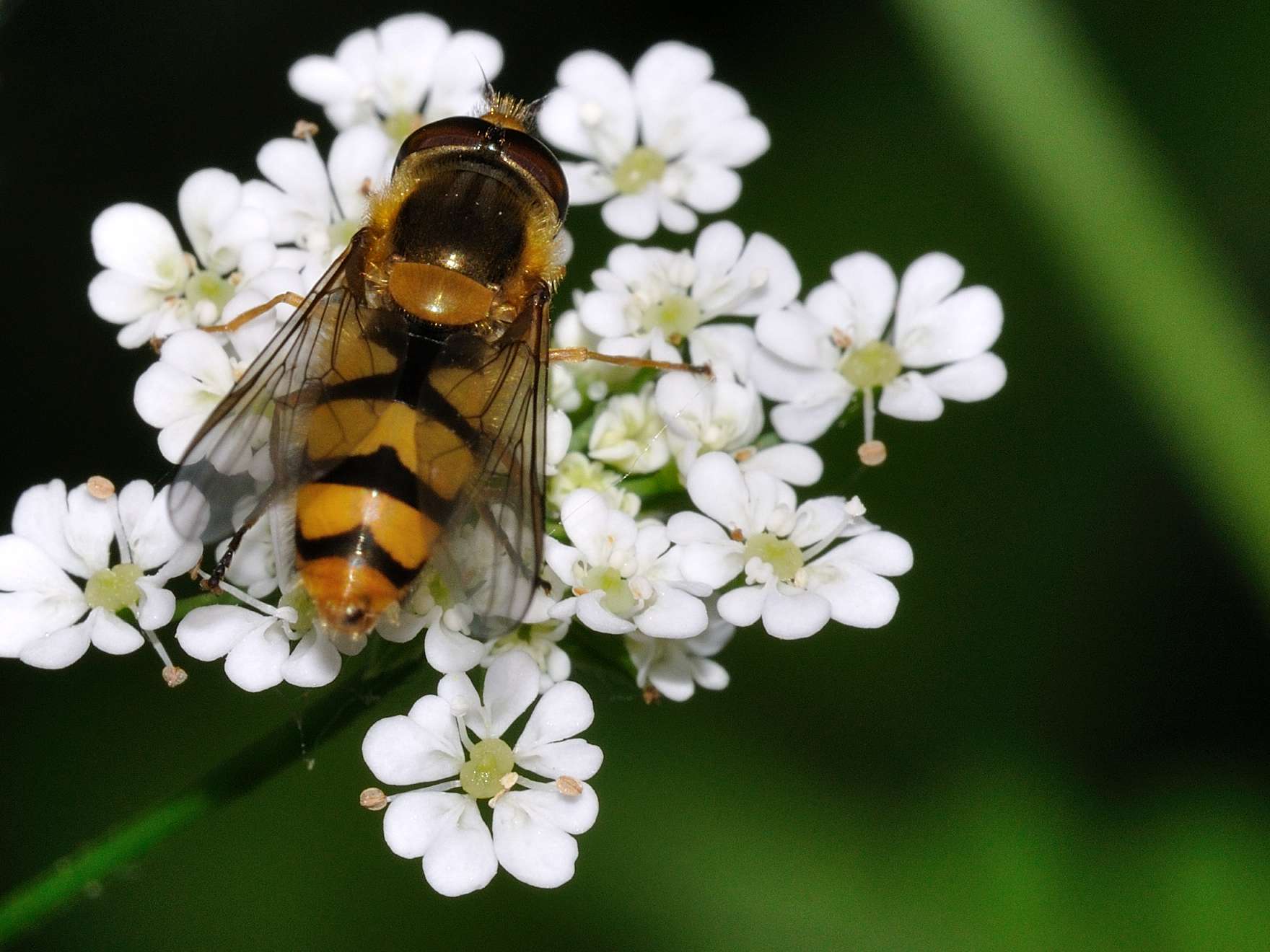 ID Syrphidae