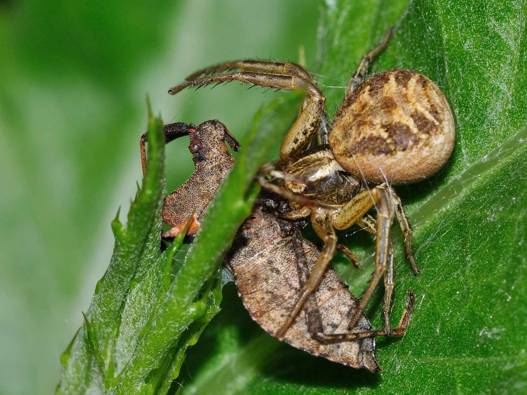 Xysticus sp.