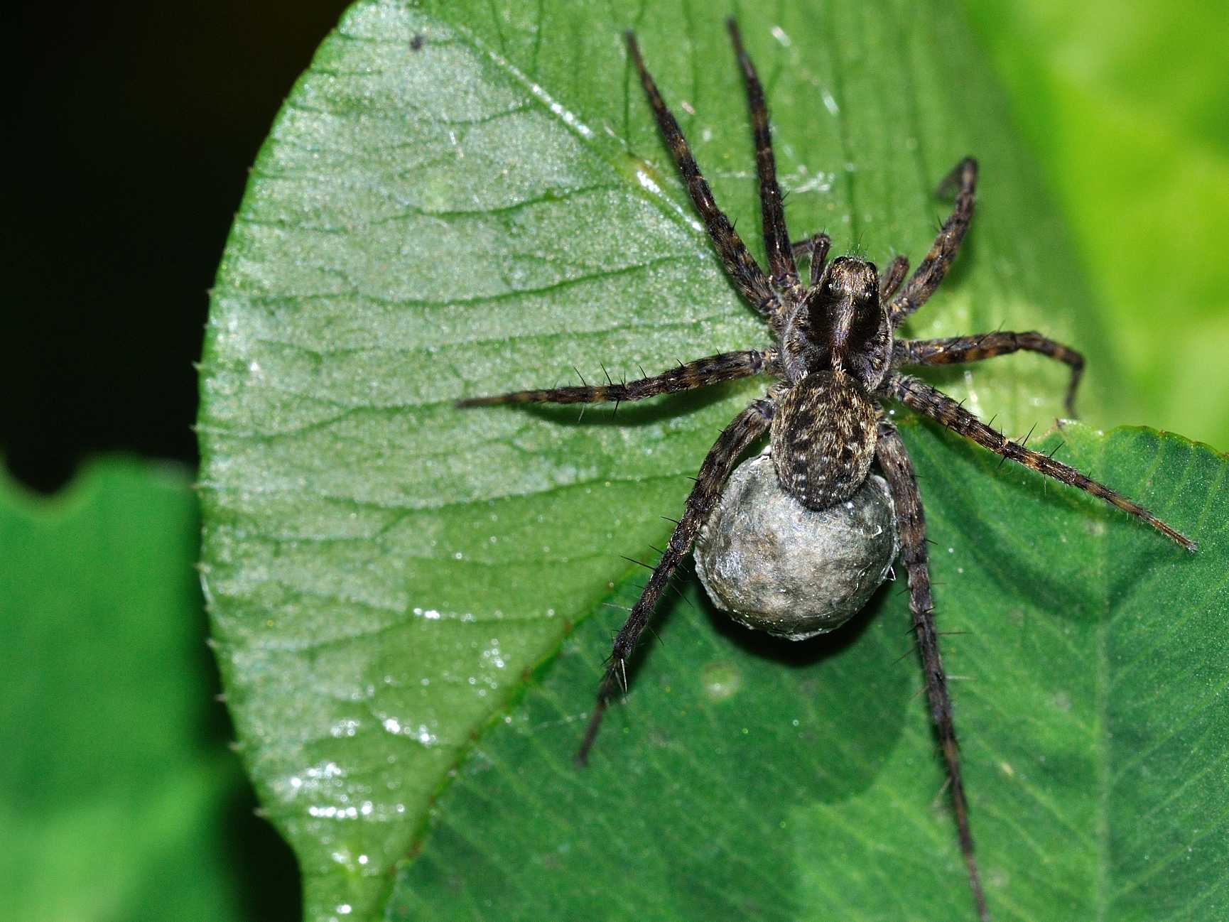 Pardosa sp. con ovisacco