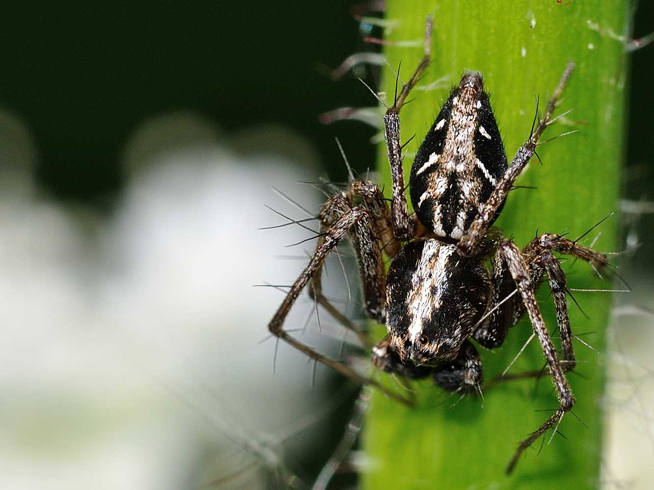 Oxyopes sp. maschio