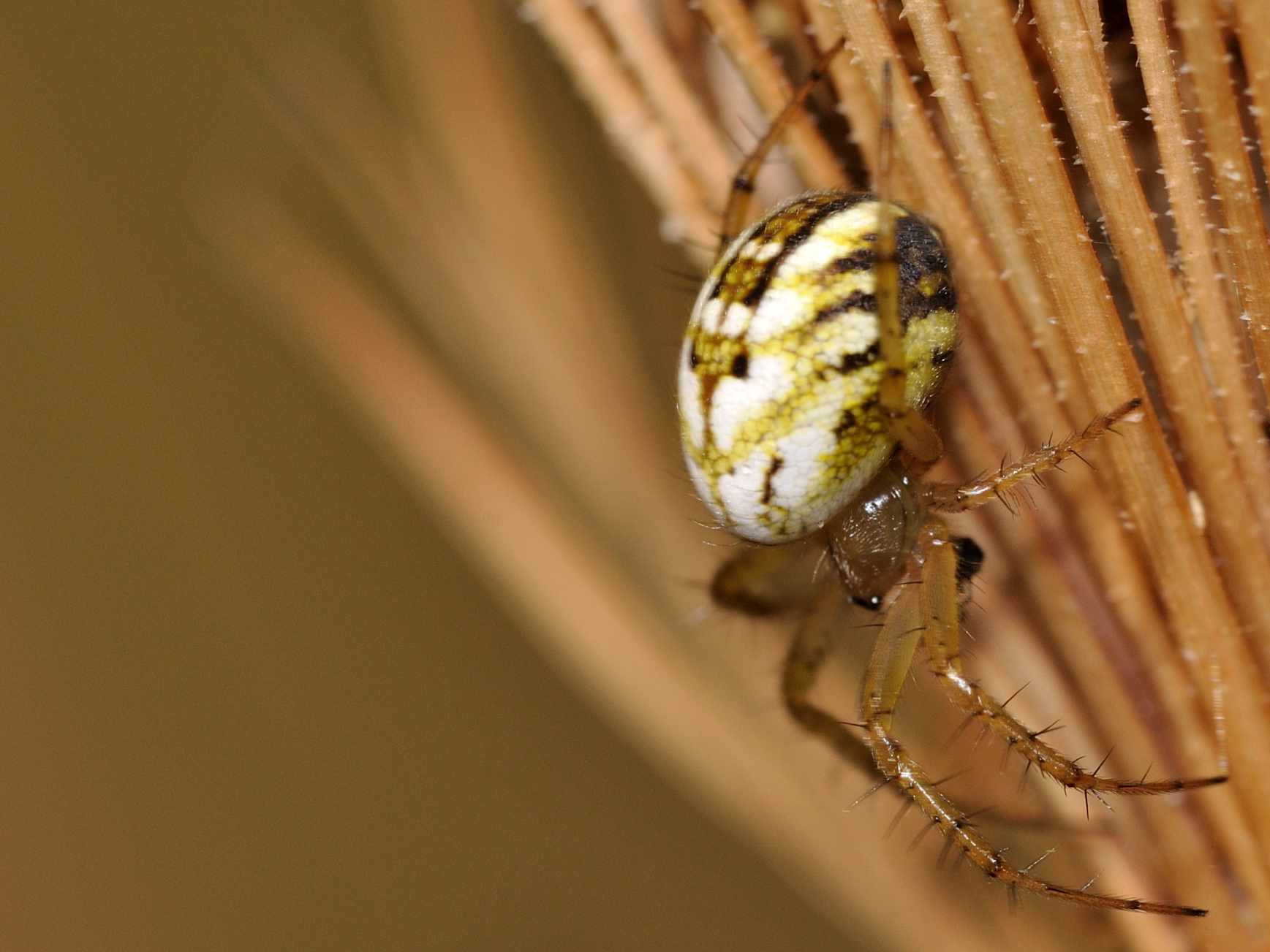 Mangora acalypha