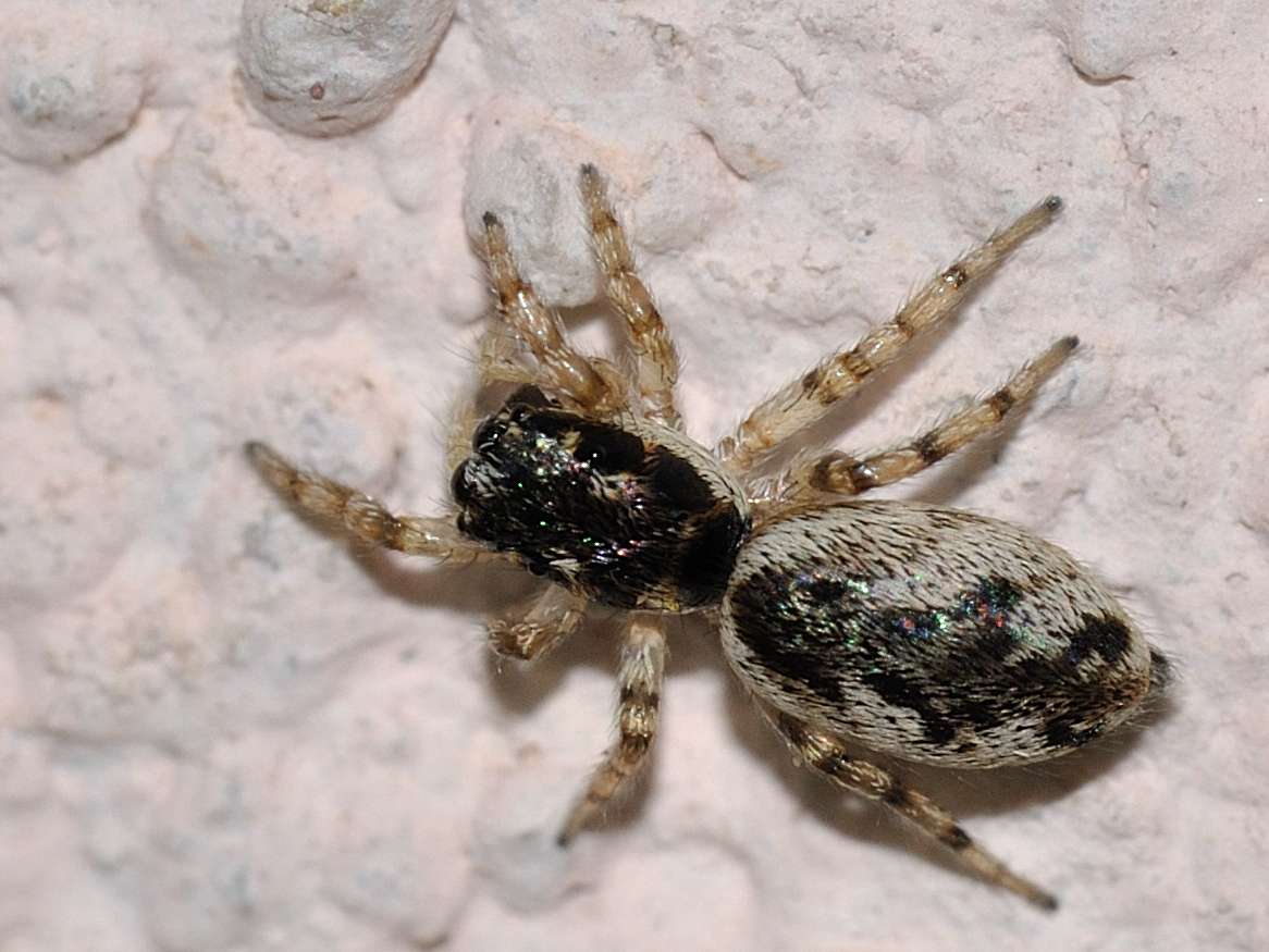 Salticus sp.