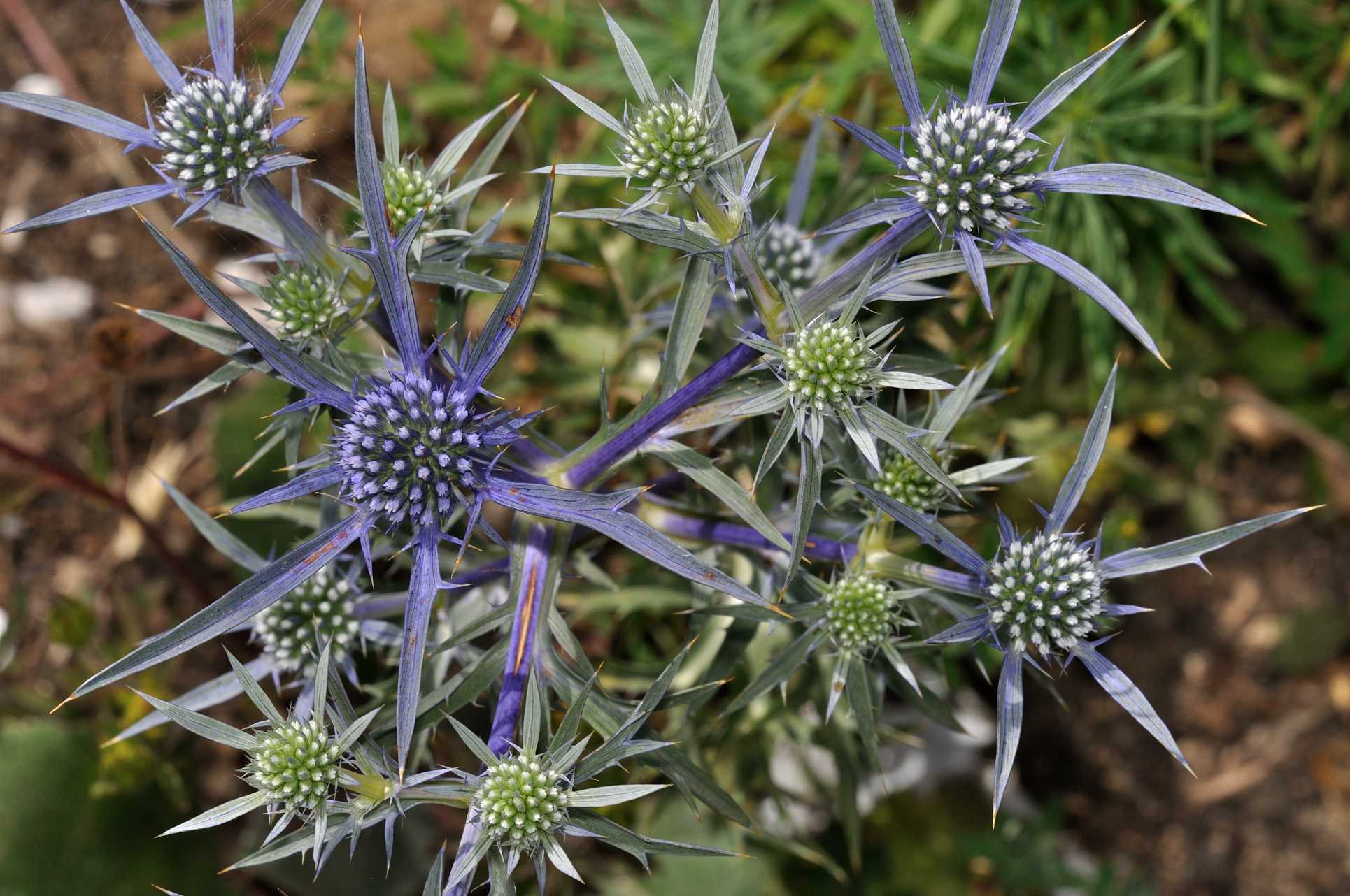 E'' un cardo? no,  Eryngium amethystinum