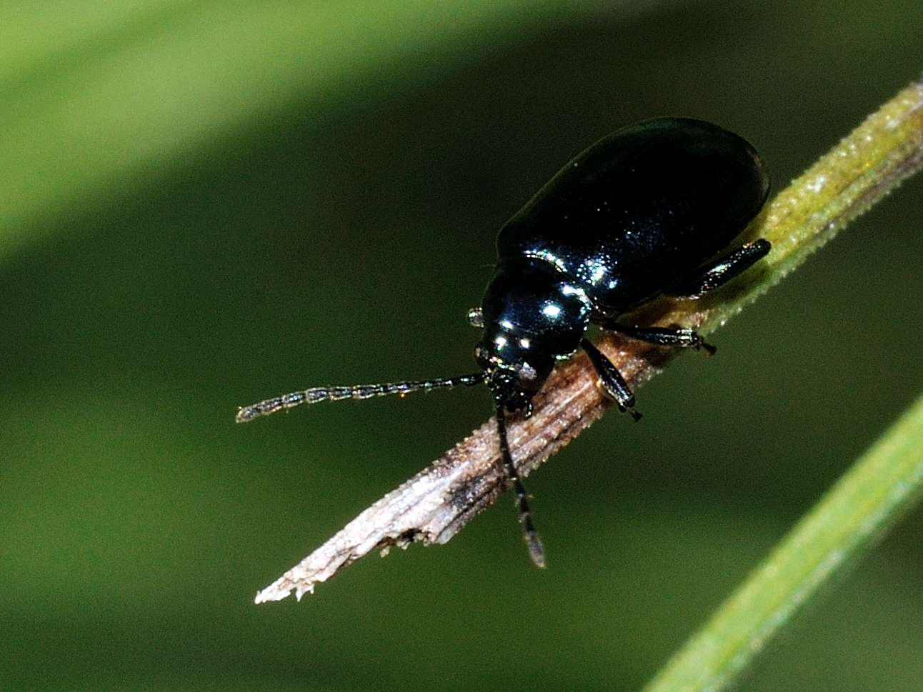 Chrysomelidae (Alticino?)