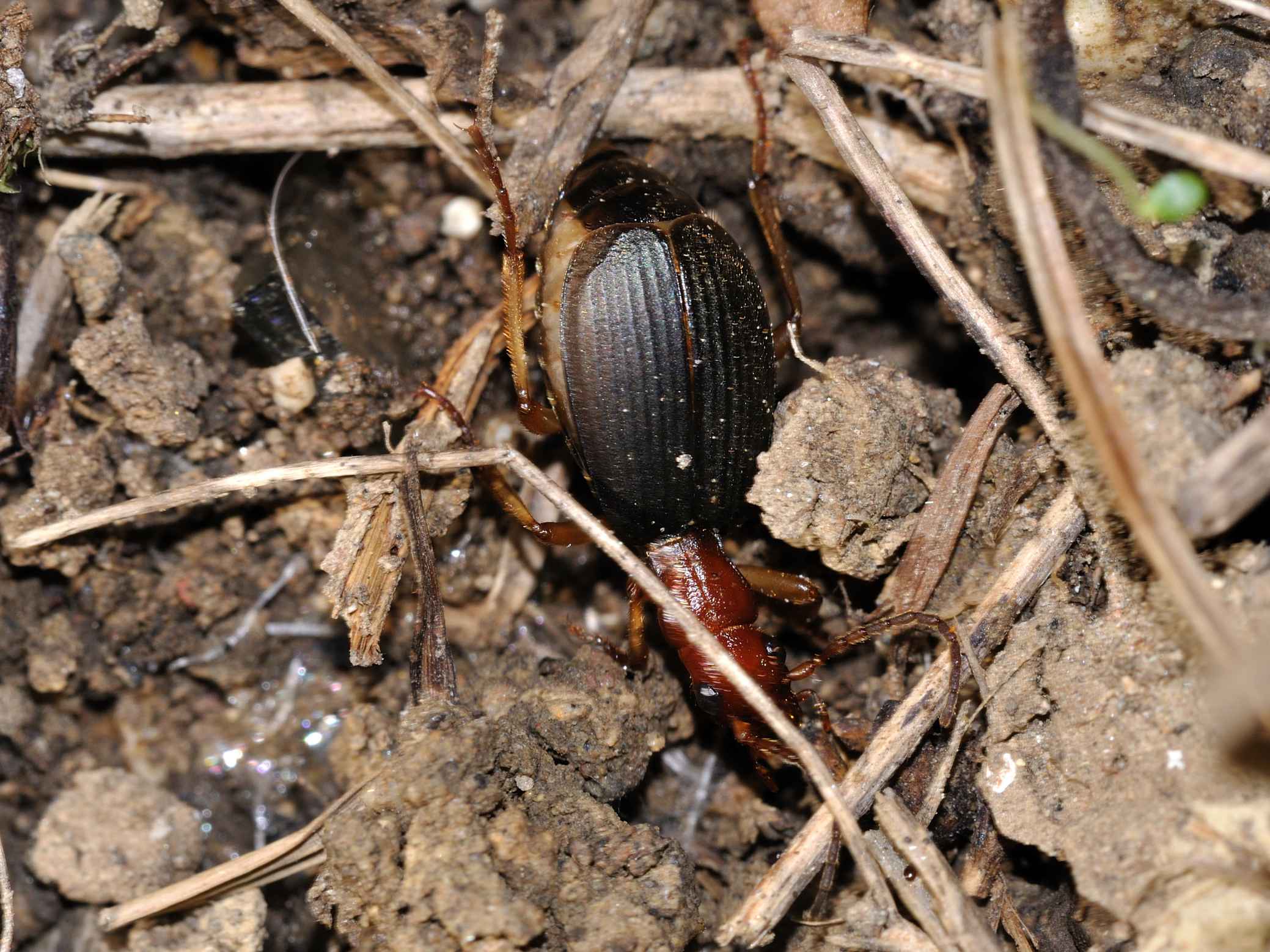 Brachinus (Brachinoaptinus) italicus