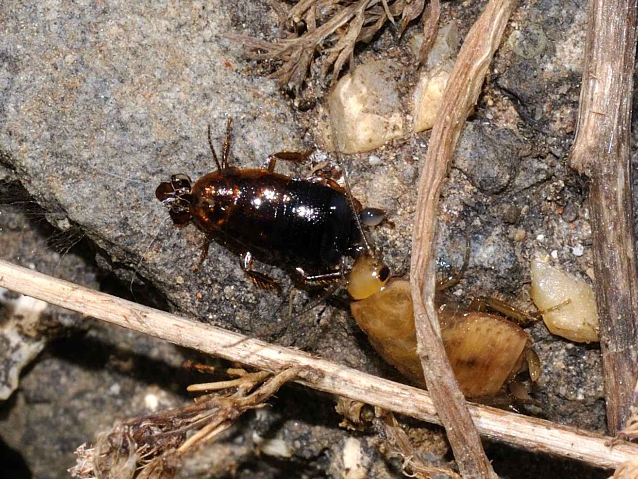 Loboptera decipiens (Germar 1817)