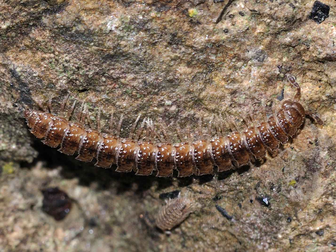 ID Diplopoda n.2 (Polydesmus sp.)