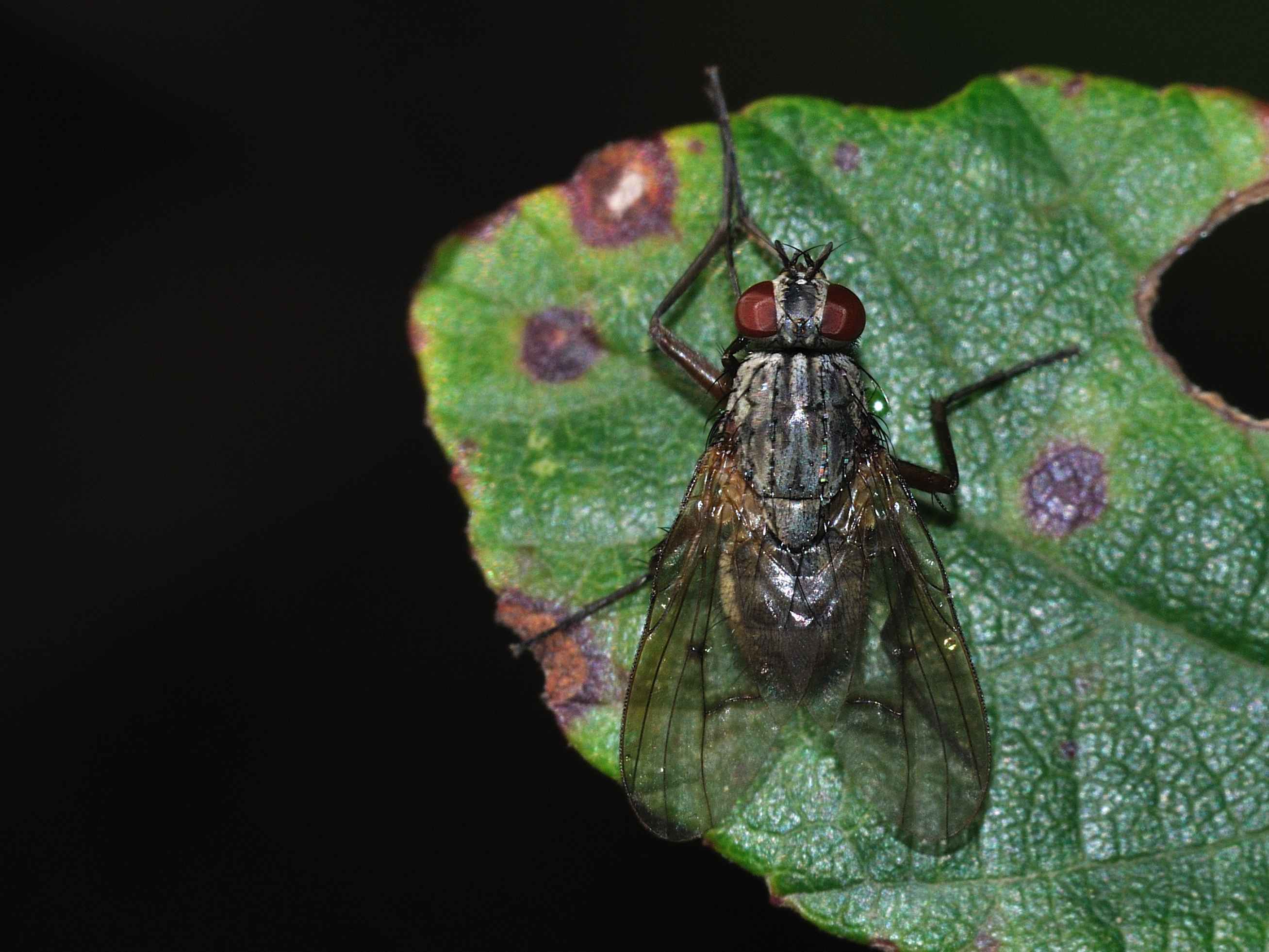 ID Diptera n.2