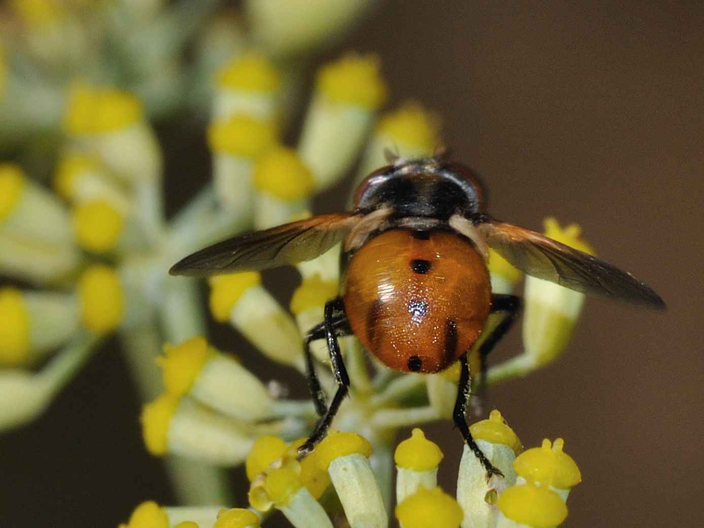 ID Diptera n.1