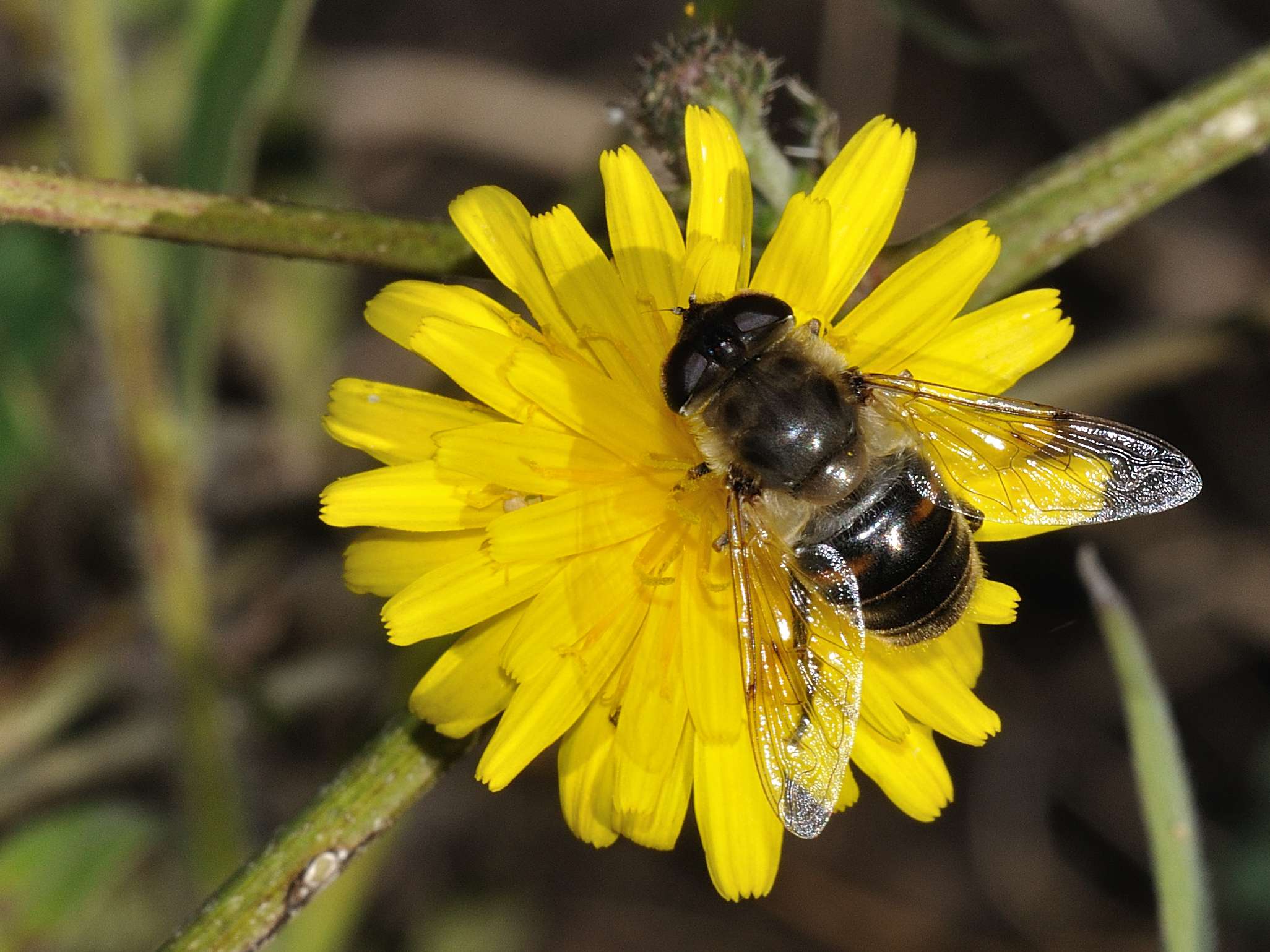 Eristalis sp ?