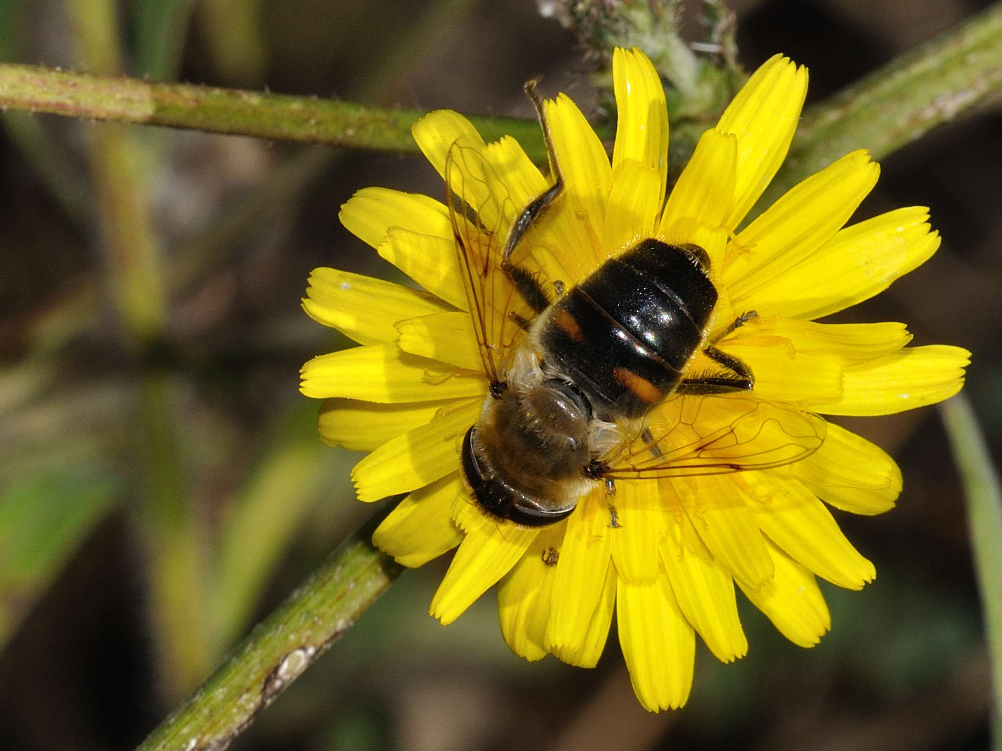 Eristalis sp ?