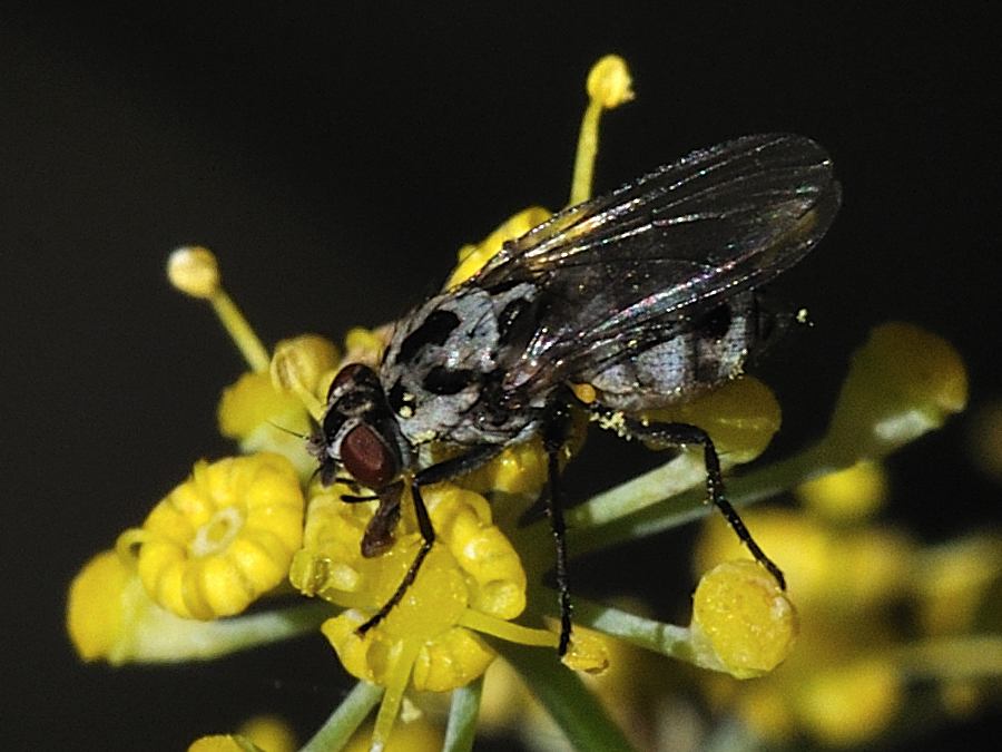 ID Diptera n.3