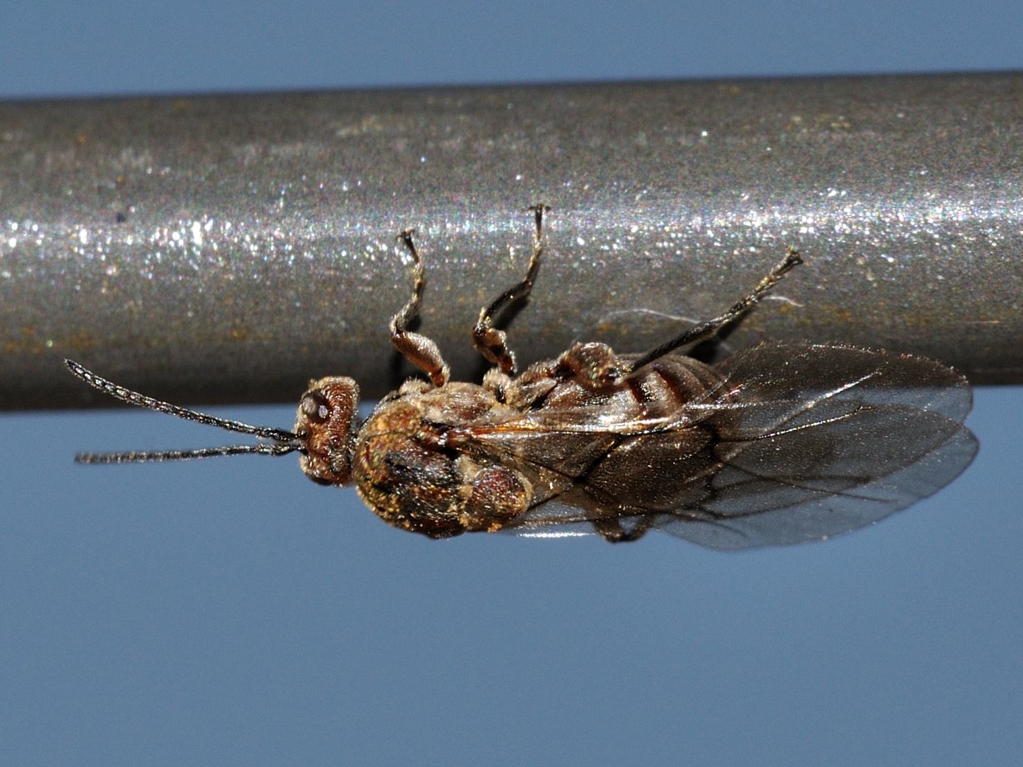 Andricus sp.  (Cinypidae)