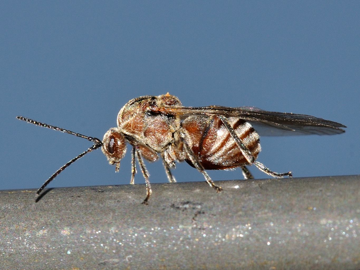 Andricus sp.  (Cinypidae)