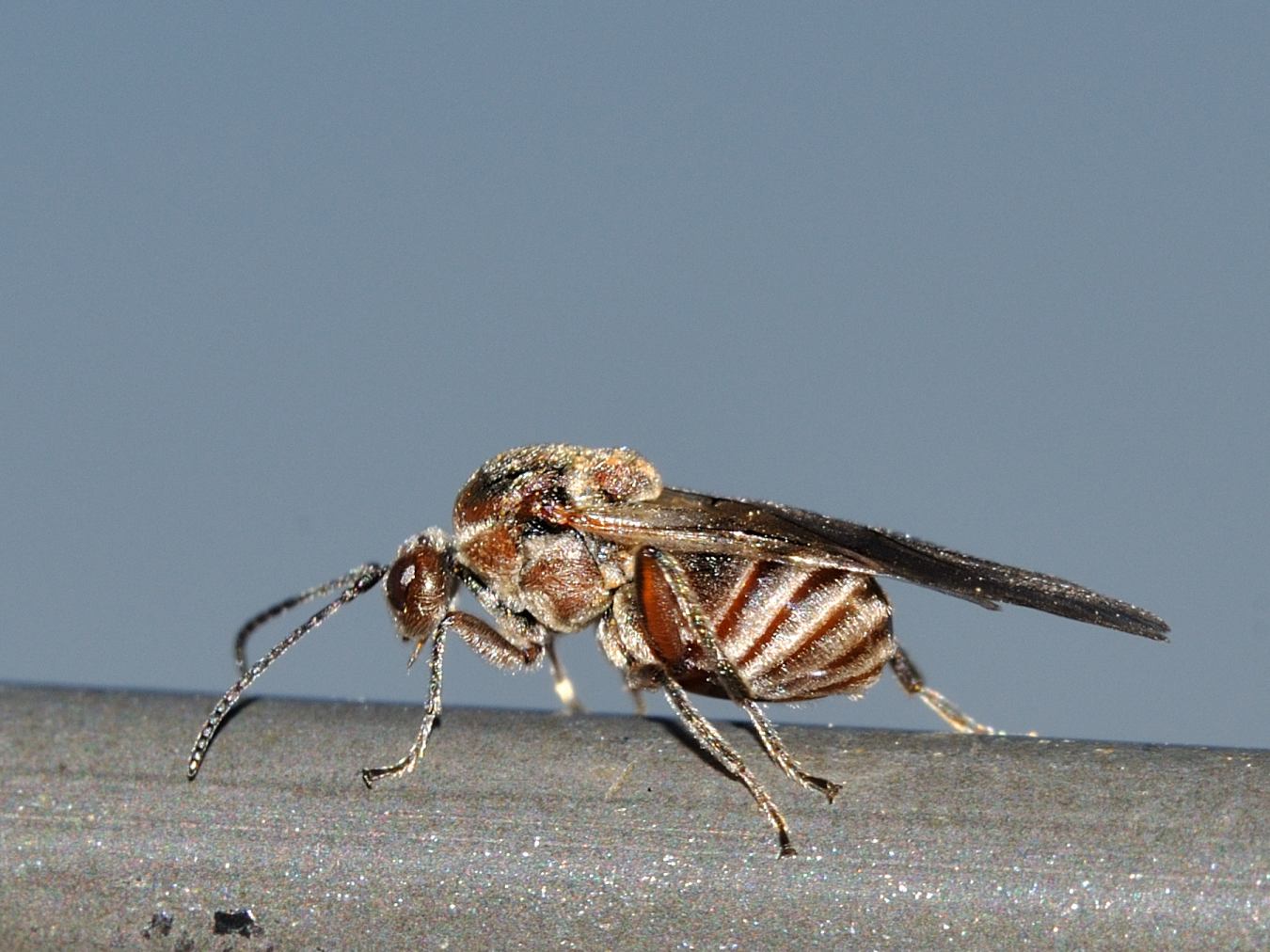 Andricus sp.  (Cinypidae)