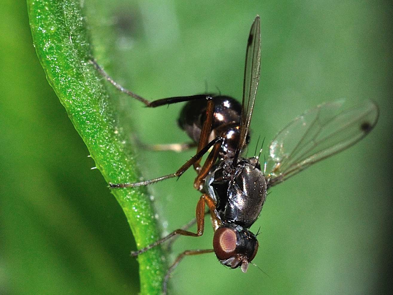 ID Diptera n.3