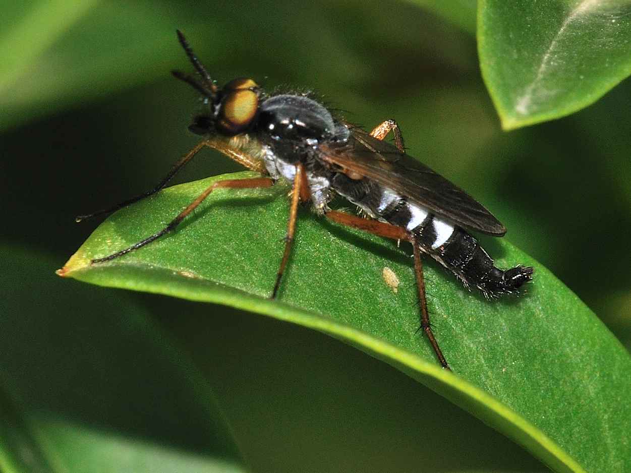 ID Diptera