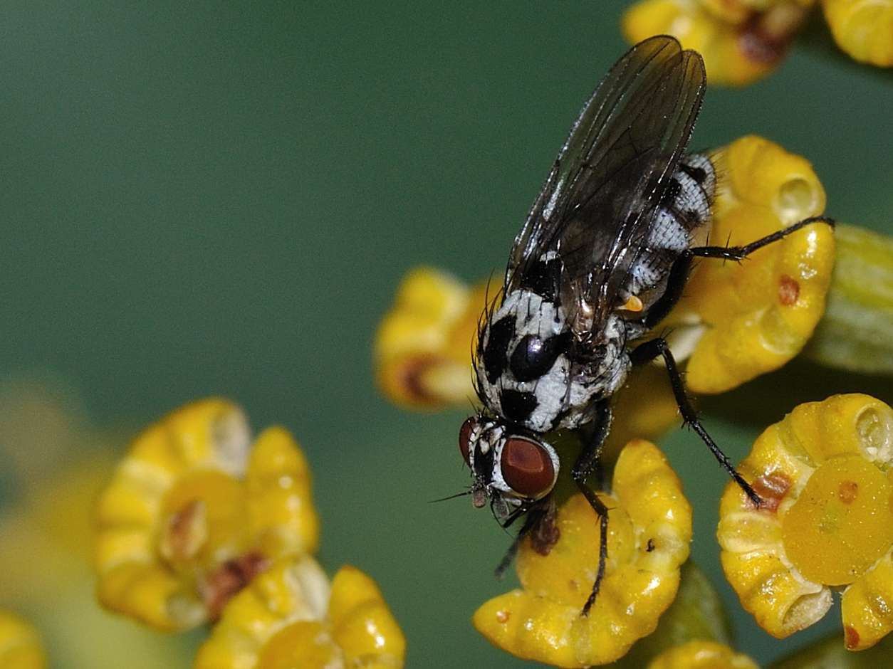 Anthomyiidae - Anthomyia sp. ????